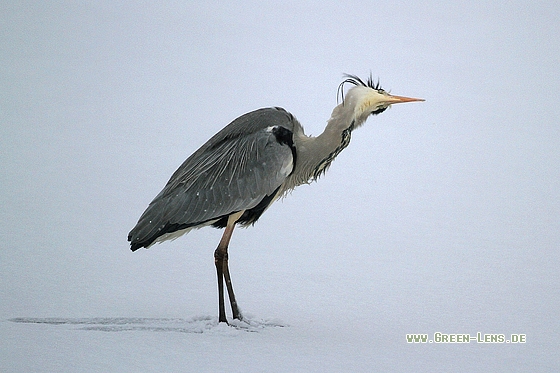 Graureiher - Copyright Stefan Pfützke