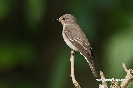 Grauschnäpper - Copyright Stefan Pfützke