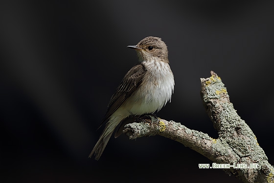 Grauschnäpper - Copyright Stefan Pfützke