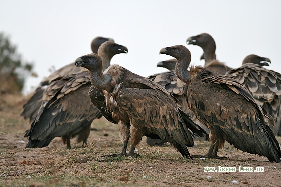 Gänsegeier - Copyright Stefan Pfützke