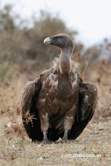 Gänsegeier - Copyright Stefan Pfützke