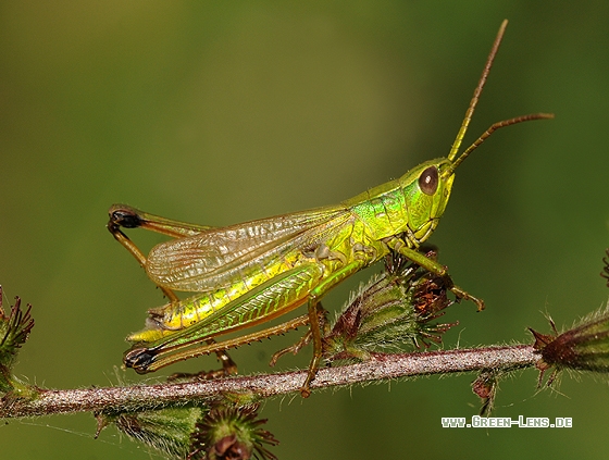 Große Goldschrecke - Copyright Christian Gelpke