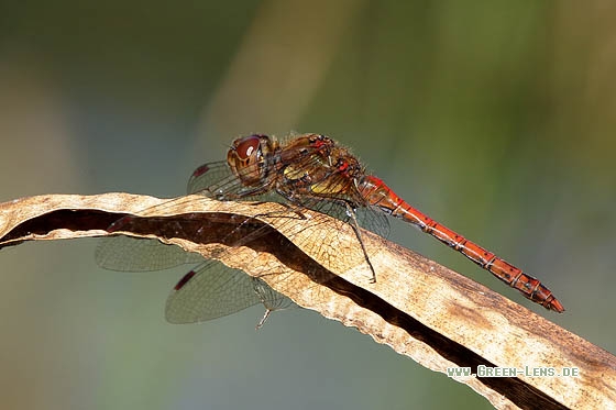 Große Heidelibelle - Copyright Stefan Pfützke