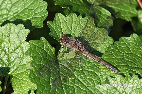 Große Heidelibelle - Copyright Stefan Pfützke