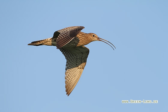 Großer Brachvogel - Copyright Stefan Pfützke