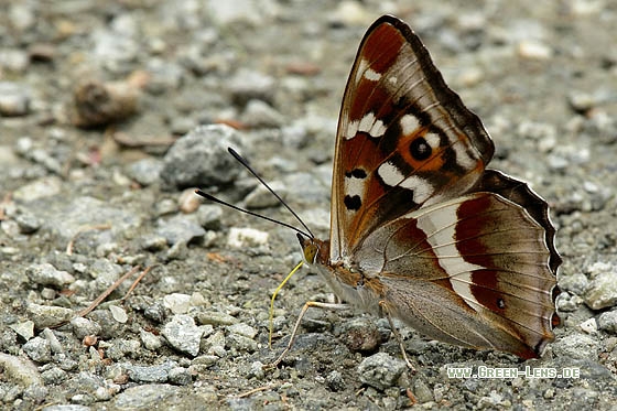 Großer Schillerfalter - Copyright Stefan Pfützke