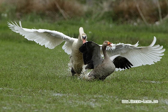 Höckerschwan - Copyright Stefan Pfützke