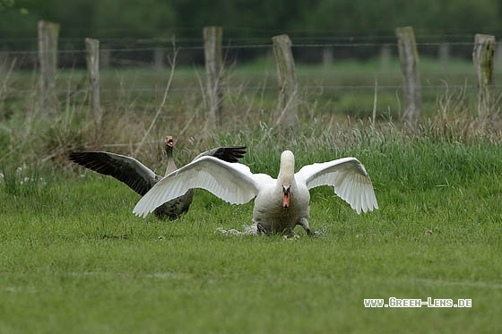 Höckerschwan - Copyright Stefan Pfützke