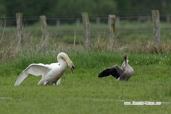 Höckerschwan - Copyright Stefan Pfützke