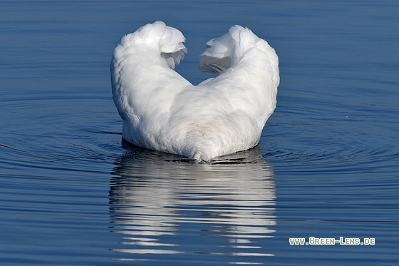 Höckerschwan - Copyright Stefan Pfützke