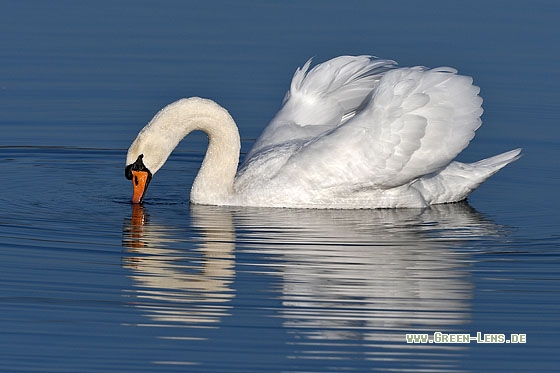 Höckerschwan - Copyright Stefan Pfützke