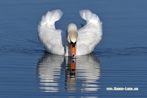 Höckerschwan - Copyright Stefan Pfützke