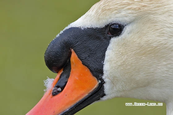 Höckerschwan - Copyright Stefan Pfützke