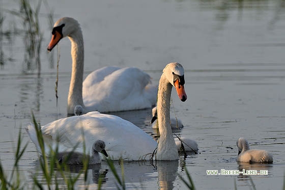 Höckerschwan - Copyright Stefan Pfützke