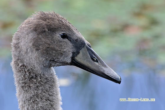 Höckerschwan - Copyright Stefan Pfützke