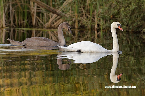 Höckerschwan - Copyright Stefan Pfützke