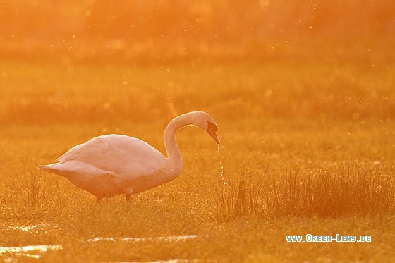 Höckerschwan - Copyright Stefan Pfützke