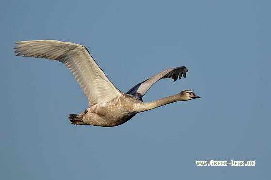 Höckerschwan - Copyright Stefan Pfützke