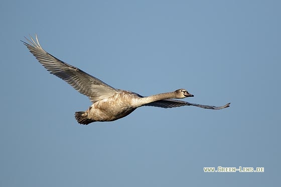 Höckerschwan - Copyright Stefan Pfützke