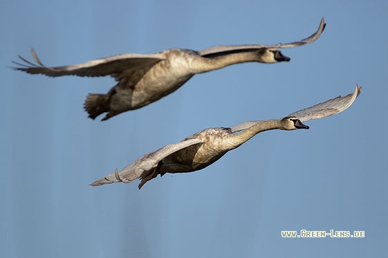 Höckerschwan - Copyright Stefan Pfützke