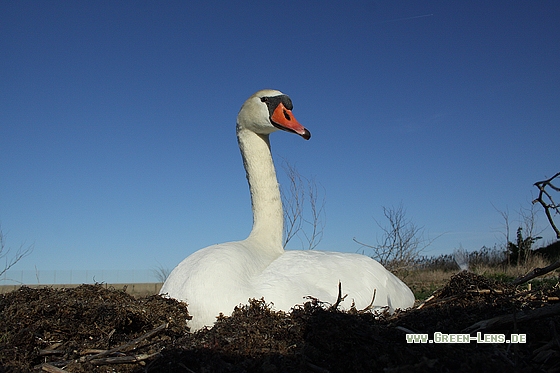 Höckerschwan - Copyright Stefan Pfützke