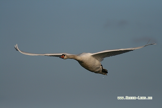 Höckerschwan - Copyright Stefan Pfützke