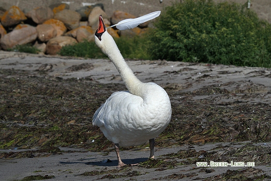 Höckerschwan - Copyright Stefan Pfützke