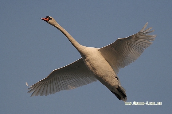 Höckerschwan - Copyright Stefan Pfützke