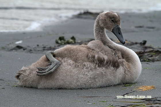 Höckerschwan - Copyright Stefan Pfützke