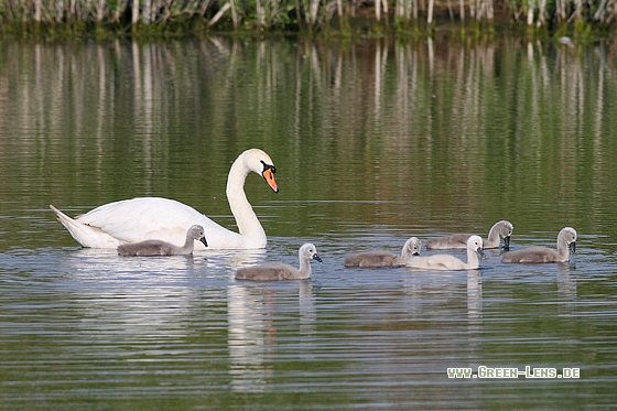 Höckerschwan - Copyright Stefan Pfützke