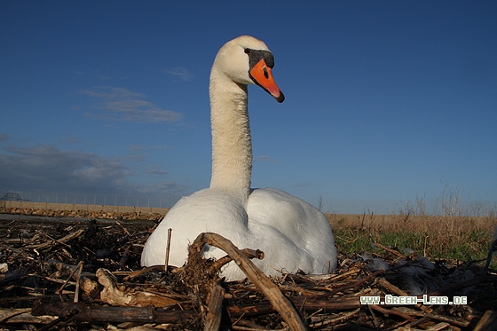 Höckerschwan - Copyright Stefan Pfützke