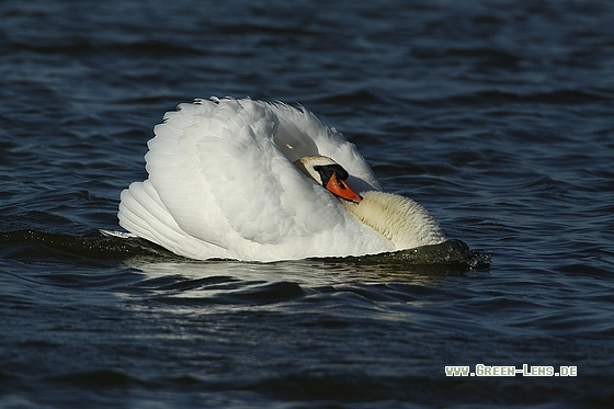 Höckerschwan - Copyright Stefan Pfützke