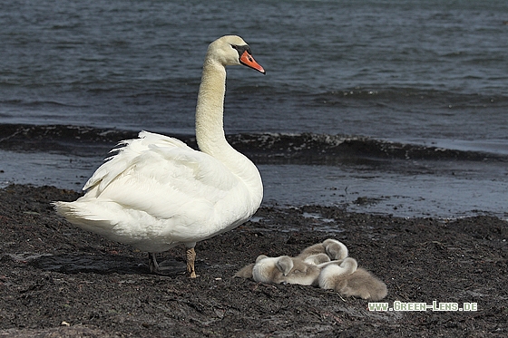 Höckerschwan - Copyright Stefan Pfützke