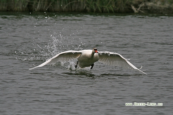 Höckerschwan - Copyright Stefan Pfützke