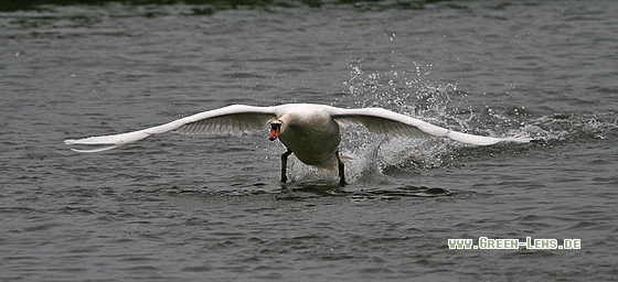 Höckerschwan - Copyright Stefan Pfützke