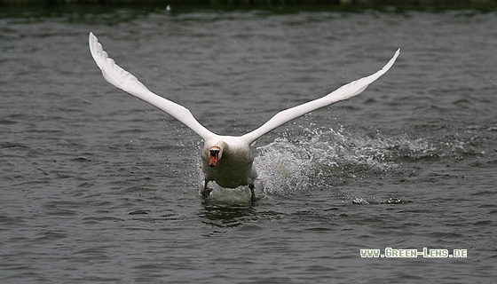 Höckerschwan - Copyright Stefan Pfützke