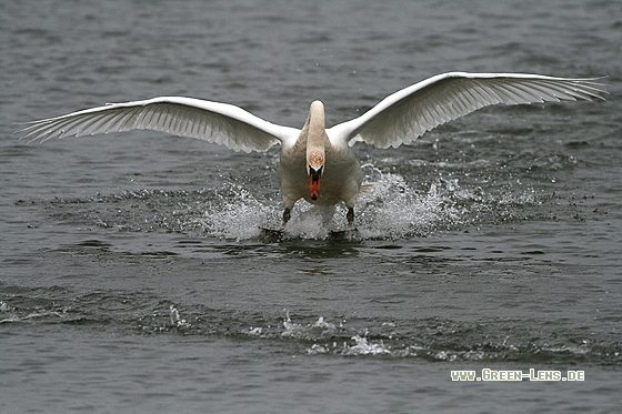 Höckerschwan - Copyright Stefan Pfützke