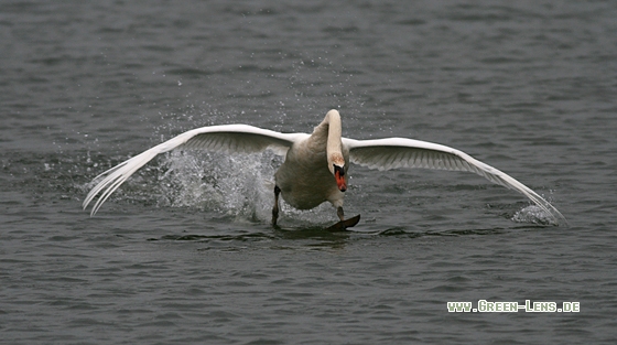 Höckerschwan - Copyright Stefan Pfützke