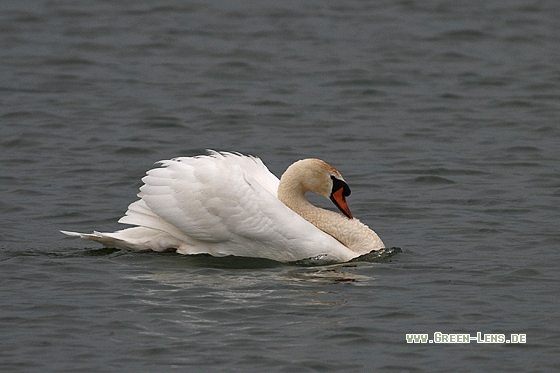 Höckerschwan - Copyright Stefan Pfützke