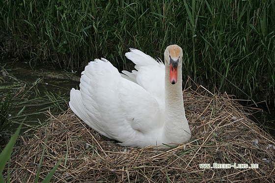 Höckerschwan - Copyright Stefan Pfützke