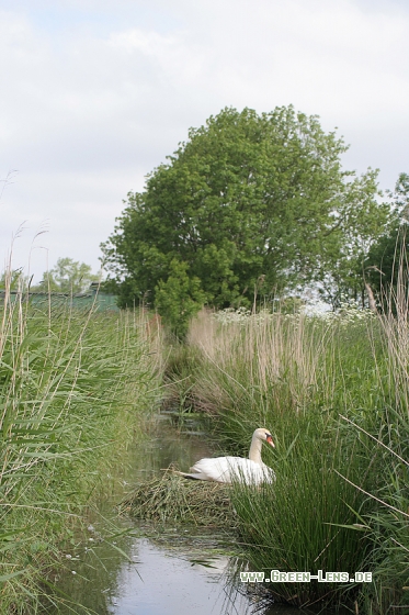 Höckerschwan - Copyright Stefan Pfützke