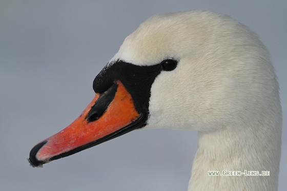 Höckerschwan - Copyright Stefan Pfützke