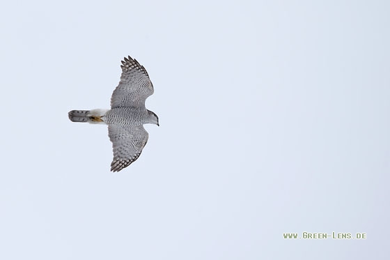 Habicht - Copyright Mathias Putze