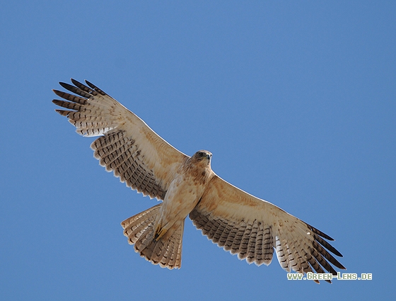 Habichtsadler - Copyright Christian Gelpke