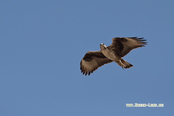 Habichtsadler - Copyright Mathias Putze
