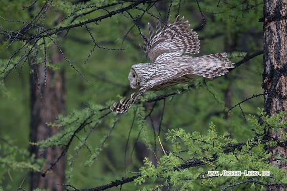 Habichtskauz - Copyright Mathias Putze