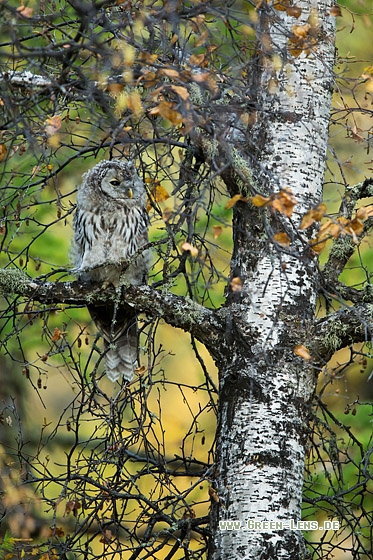 Habichtskauz - Copyright Mathias Putze