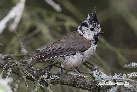 Haubenmeise - Copyright Stefan Pfützke