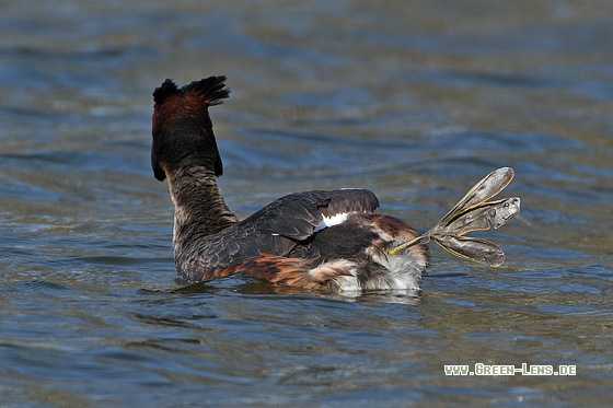 Haubentaucher - Copyright Stefan Pfützke