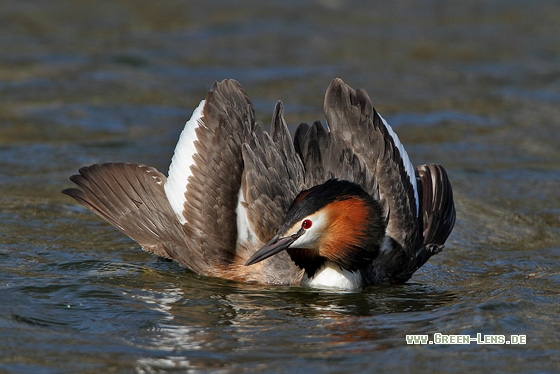 Haubentaucher - Copyright Stefan Pfützke